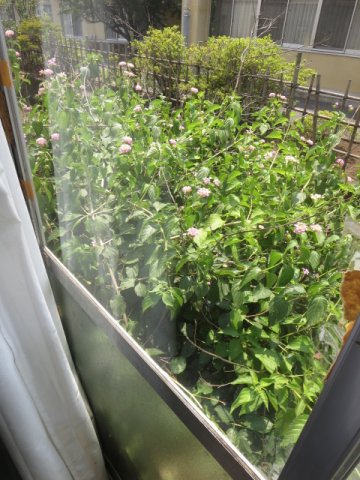 庭　別部屋の写真のため現況を優先します