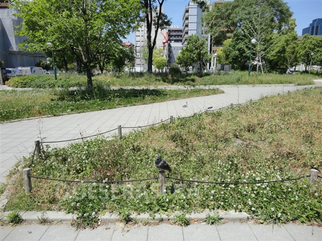 公園　扇町公園（公園）まで531m