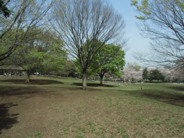 その他　祖師谷公園（その他）まで613m