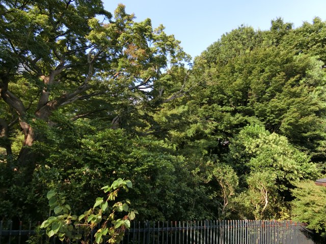 眺望　殿ヶ谷戸庭園隣接です。