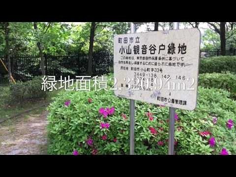 公園　小山観音谷戸緑地（公園）まで245m
