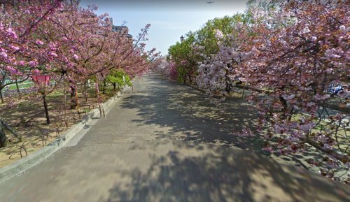 公園　造幣局桜の通り抜け（公園）まで303m