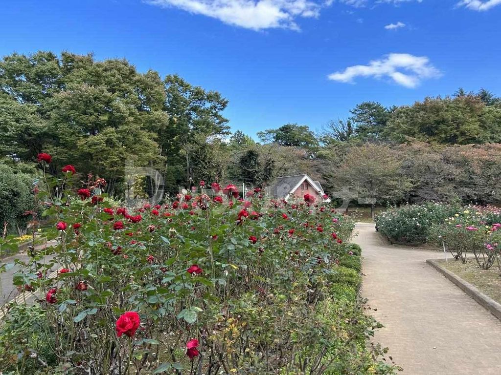 公園　与野公園（公園）まで820m