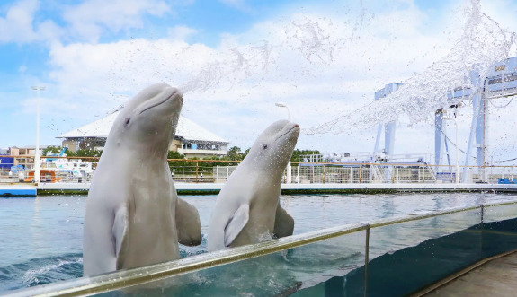 その他　横浜・八景島シーパラダイス（その他）まで1991m