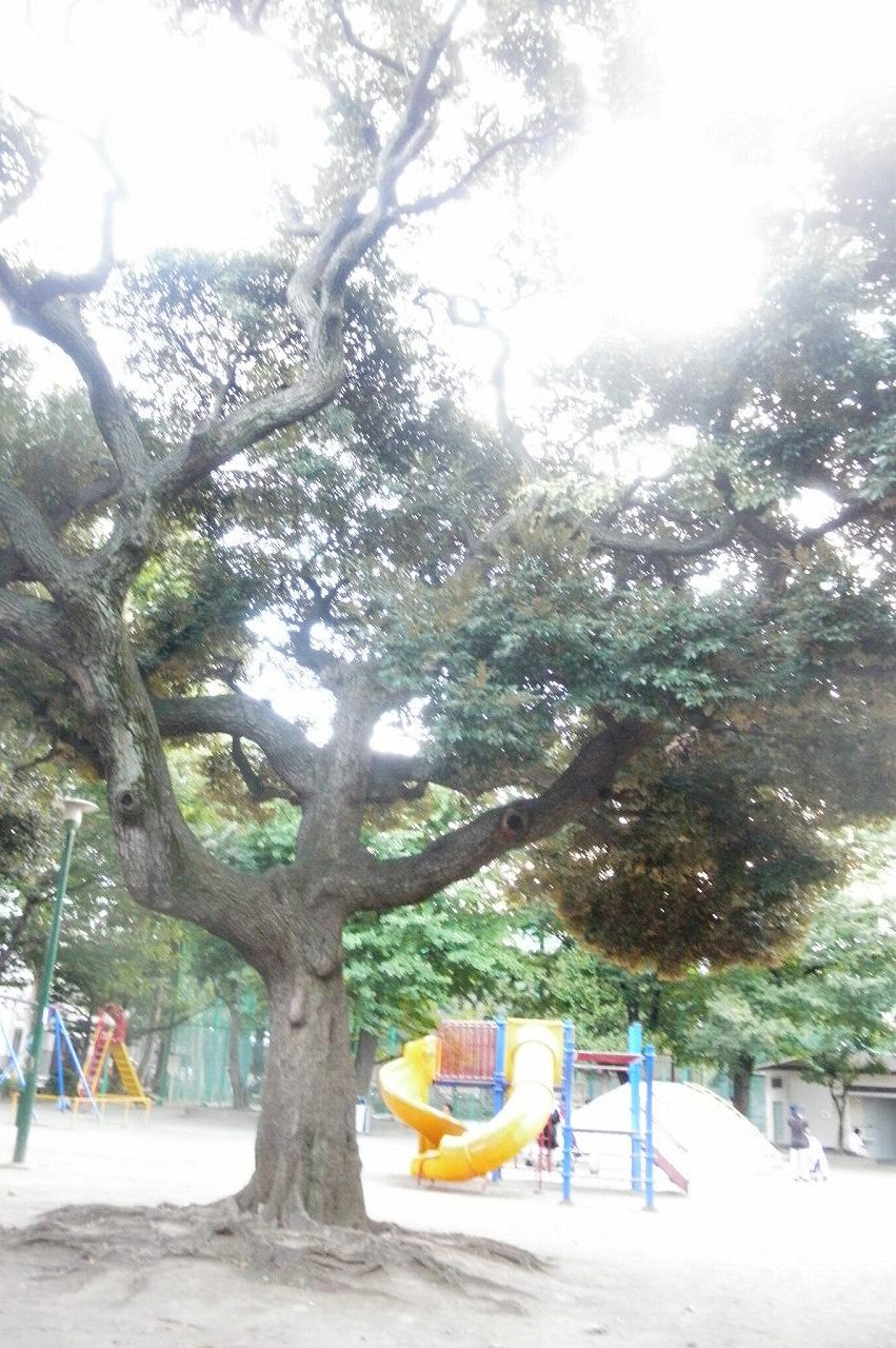 公園　文京区立駒込公園（公園）まで257m