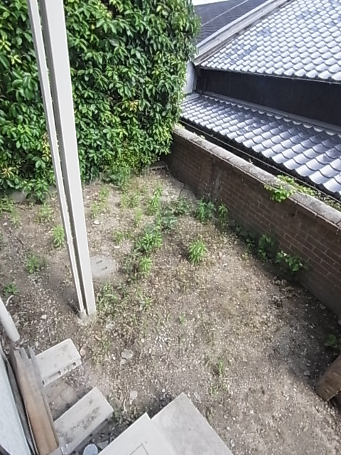 庭