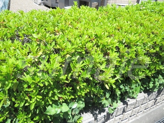 その他　緑があって癒されますね♪