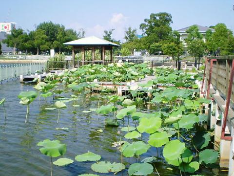 その他　市場池公園（その他）まで772m