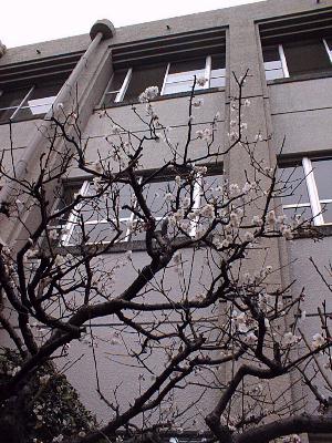 小学校　名古屋市立旭丘小学校（小学校）まで337m