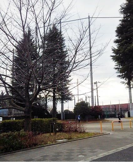 公園　昭和公園（公園）まで550m