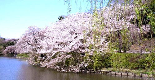 公園　県立 三ツ池公園（公園）まで2043m