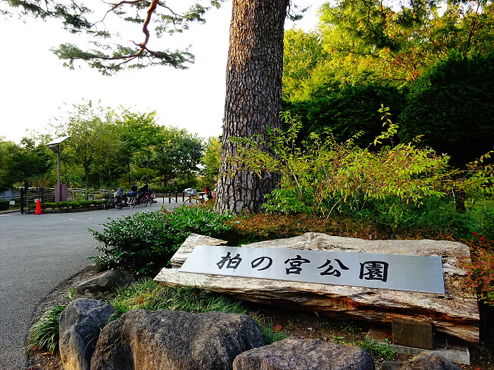 公園　区立柏の宮公園（公園）まで316m