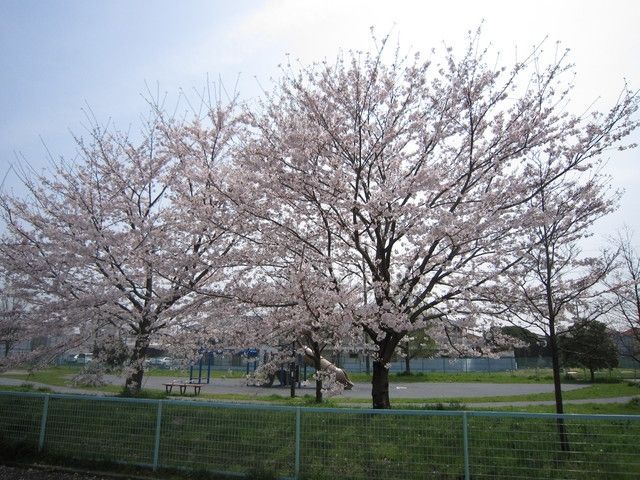 公園　東京都神代植物公園（公園）まで1000m