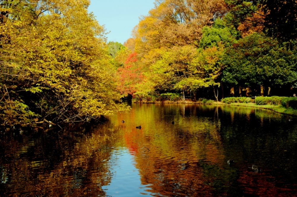 公園　和田堀公園（公園）まで456m