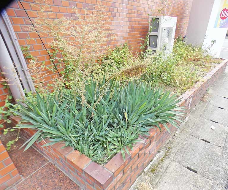 庭