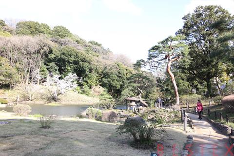 公園　肥後細川庭園（公園）まで220m