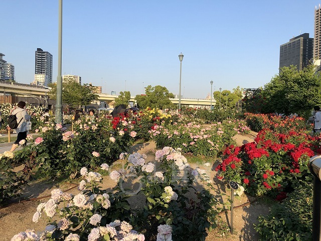 公園　中之島公園（公園）まで785m