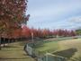 公園　三田谷公園（公園）まで1096m