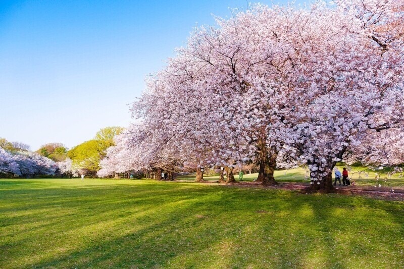 【プライムメゾン用賀砧公園の公園】