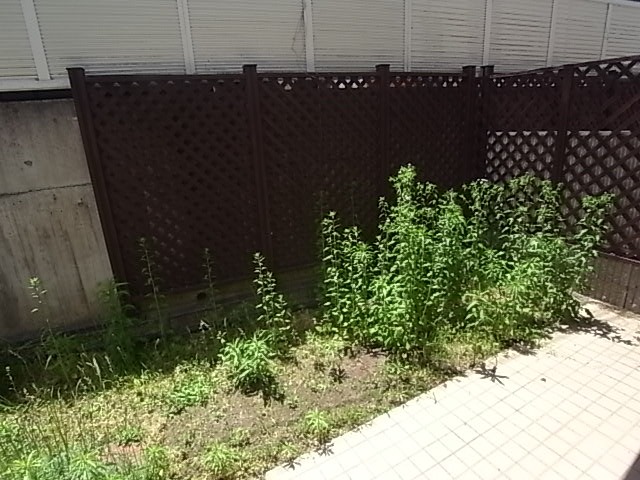 庭