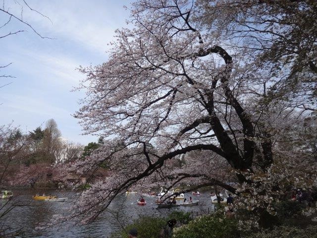 公園　都立井の頭公園(井の頭公園駅口)（公園）まで352m