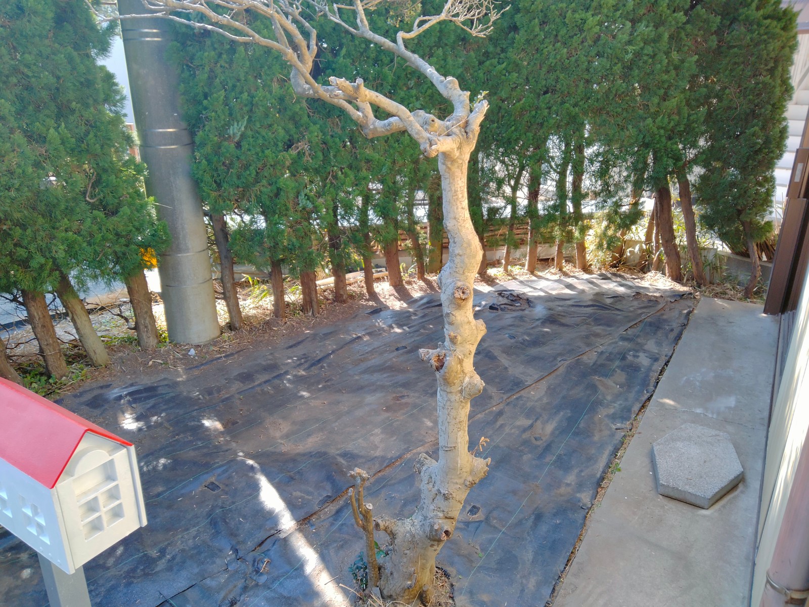 庭