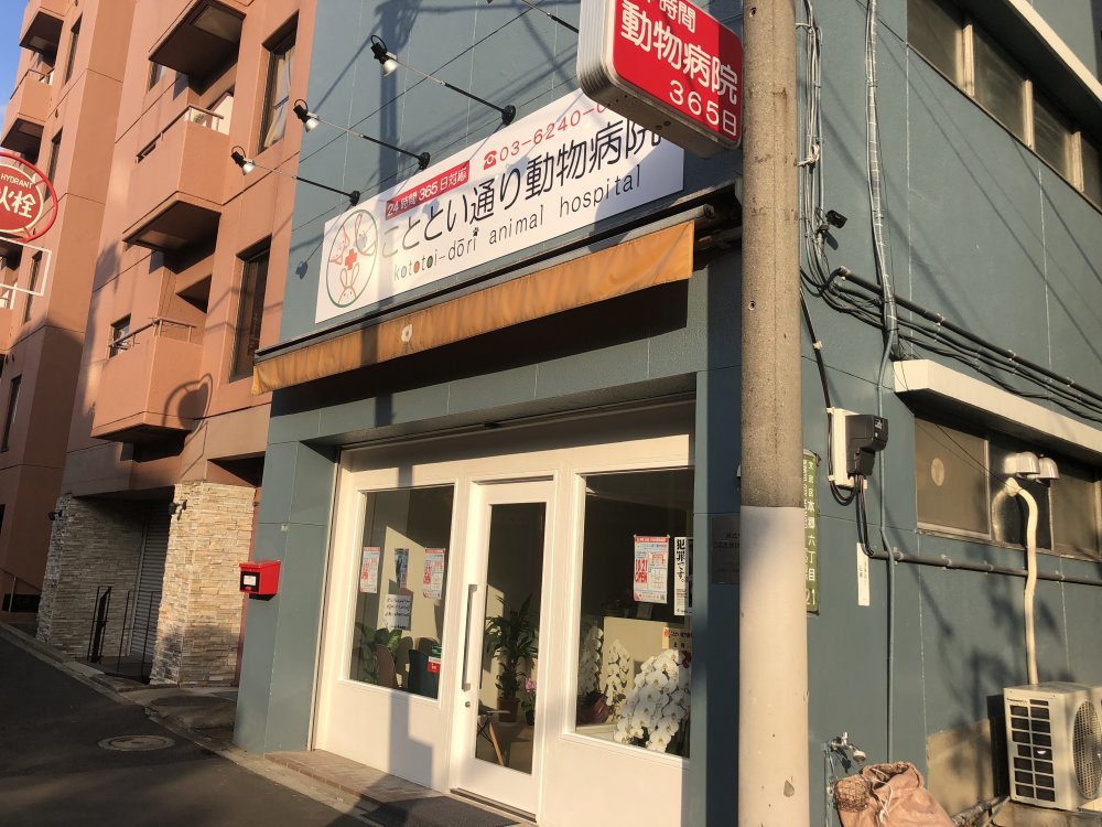 病院　こととい通り動物病院（病院）まで155m
