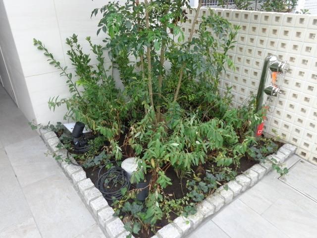 庭　植栽