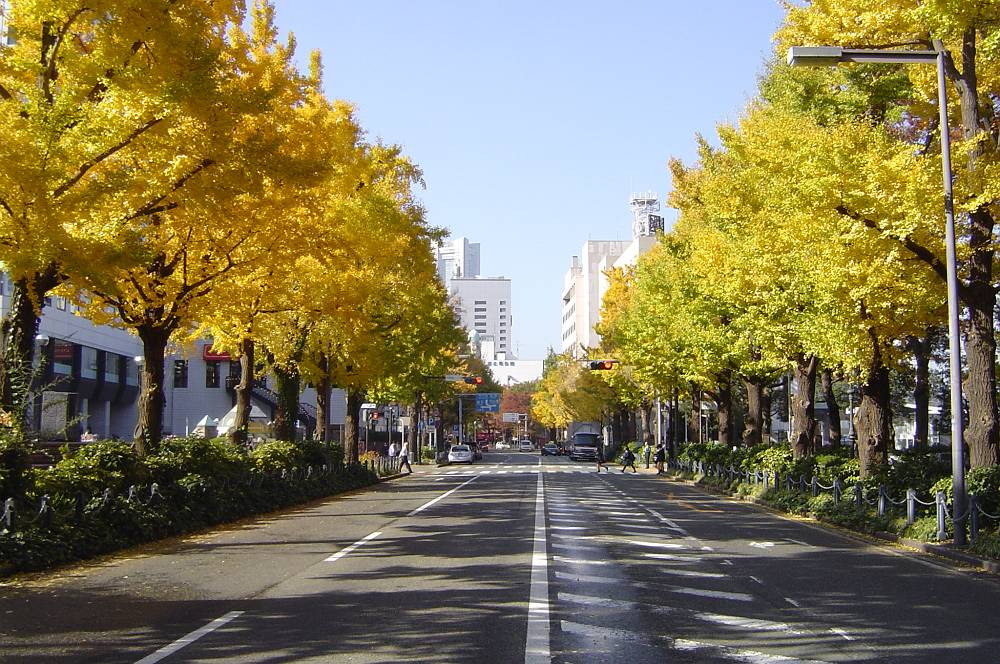 公園　山下公園前イチョウ並木（公園）まで50m