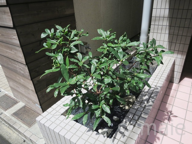 その他　植栽です☆