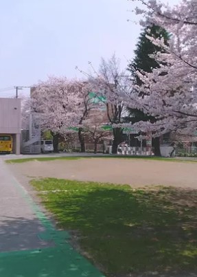 その他　杉並東洋幼稚園（その他）まで552m