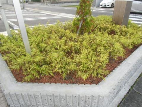 庭　中庭（イメージ）