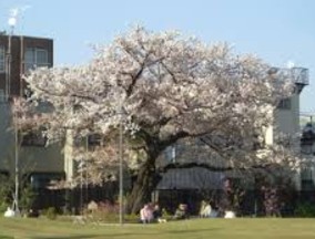 公園　新宿区立富久さくら公園（公園）まで213m