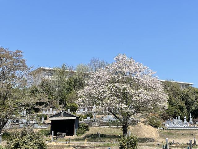 【モラールの中学校】