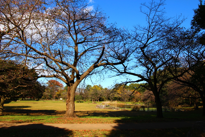 公園　見沼氷川公園（公園）まで410m