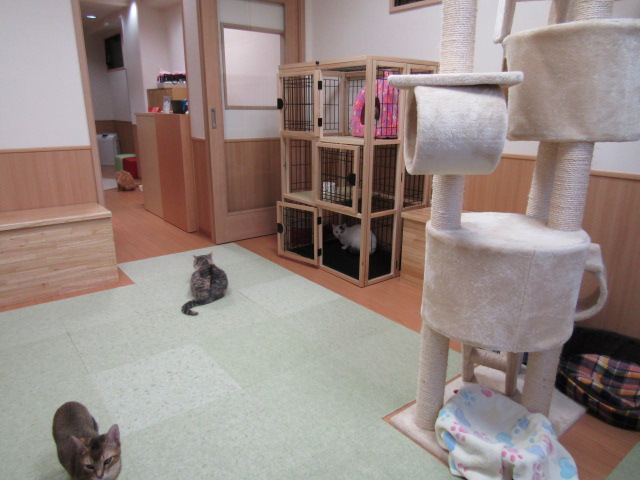 飲食店　猫カフェ　キティマム（飲食店）まで537m