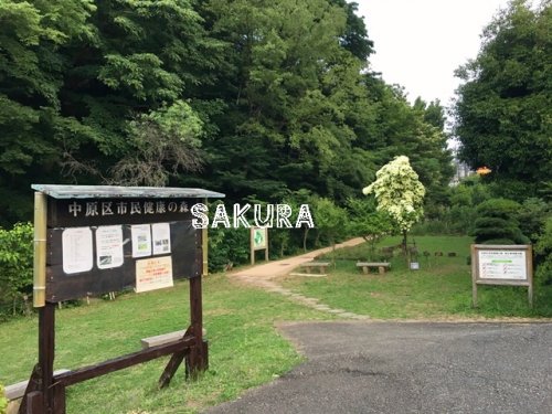 公園　中原区市民健康の森(井田山緑地)（公園）まで504m