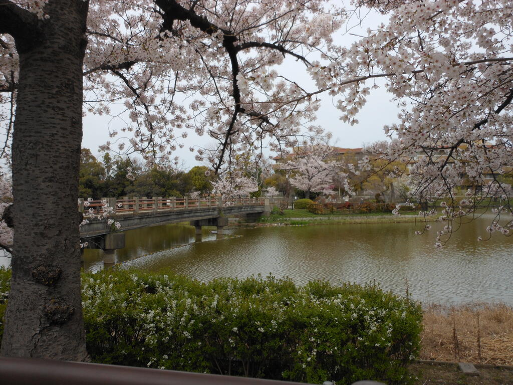 公園　万代池公園（公園）まで735m