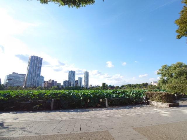 【ロータス上野池之端の公園】