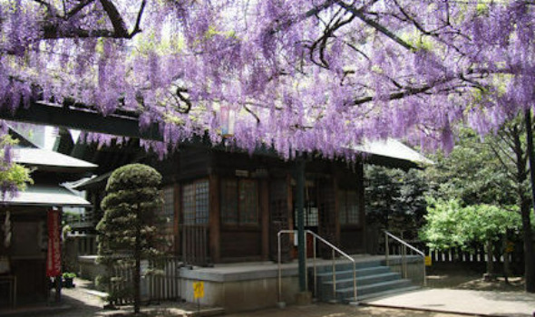 その他　国領神社（その他）まで568m