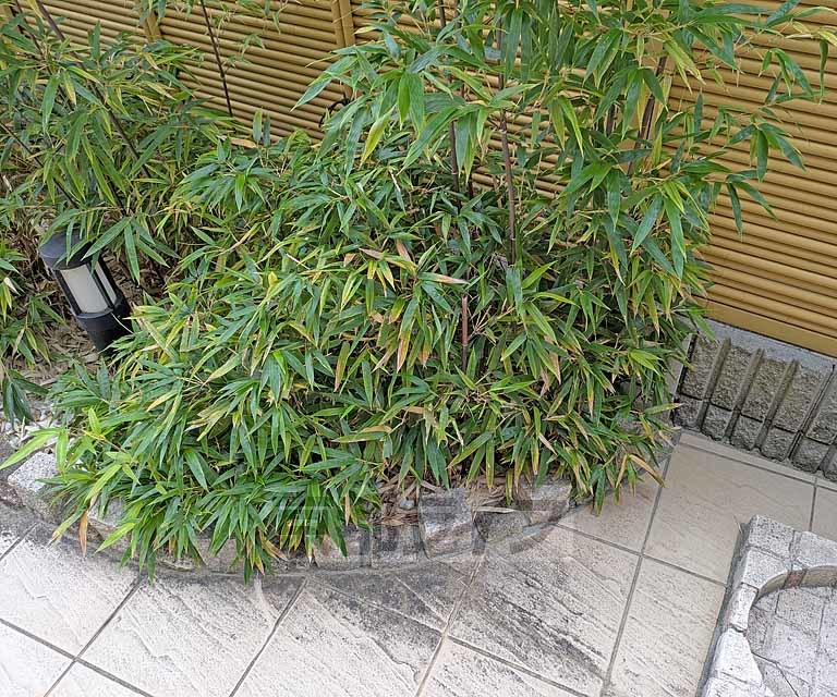 庭