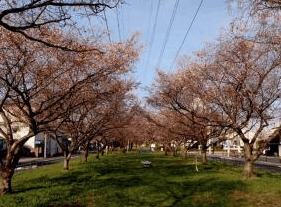 公園　江北北部緑道公園（公園）まで1765m