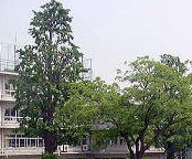 小学校　文京区立誠之小学校（小学校）まで124m