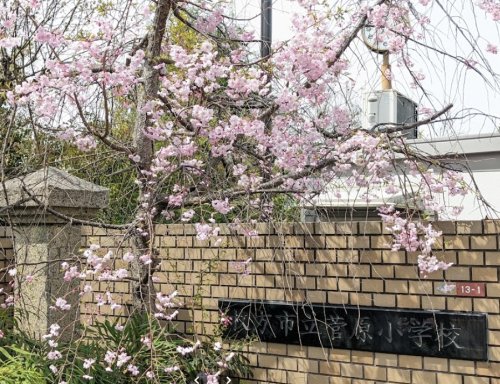 小学校　枚方市立菅原小学校（小学校）まで509m