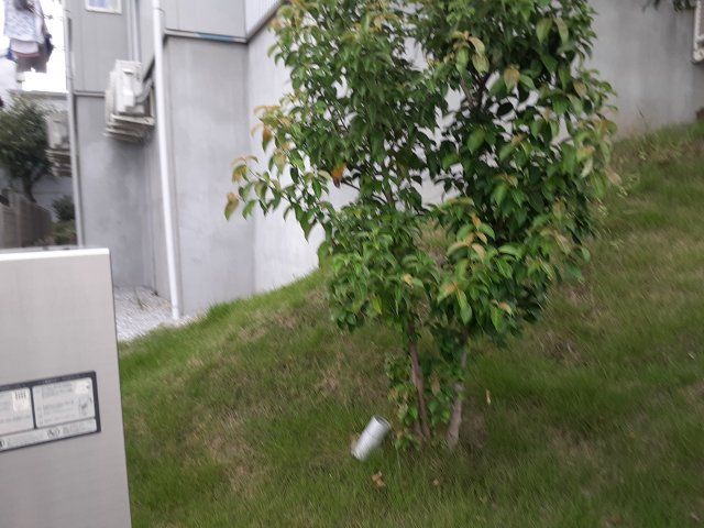 庭