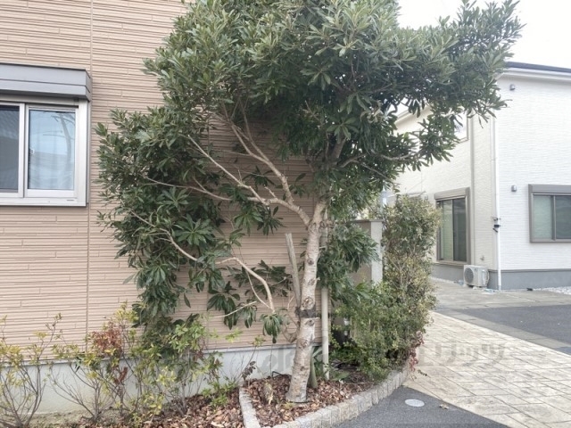 その他　植栽