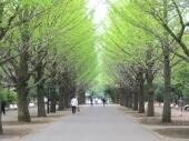 公園　都立光ヶ丘公園　ゆりのき口（公園）まで853m