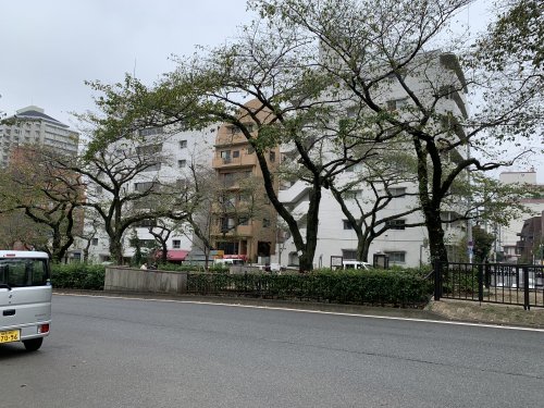 その他　播磨坂桜並木（環三桜並木）（その他）まで309m