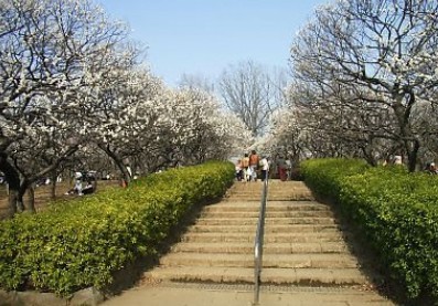 公園　羽根木公園（公園）まで884m