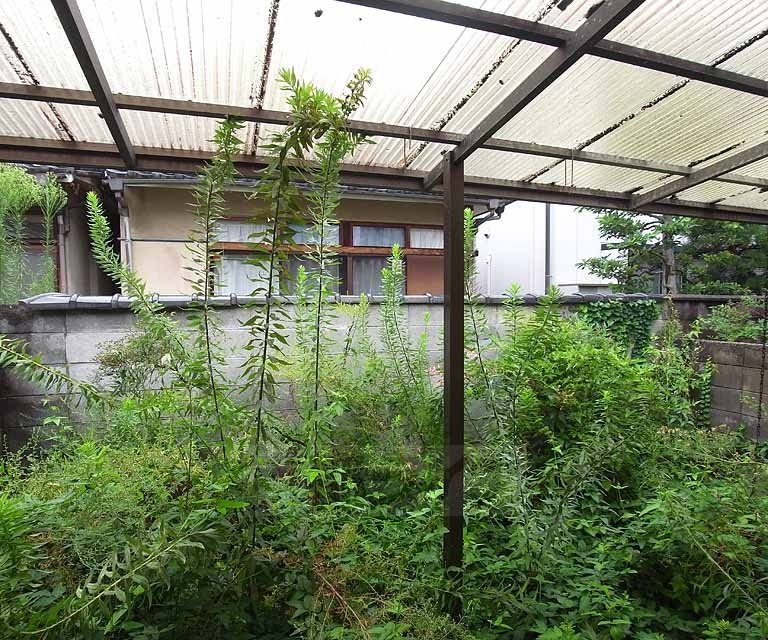 眺望　専用庭です。